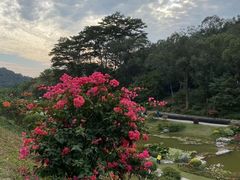 -东莞植物园