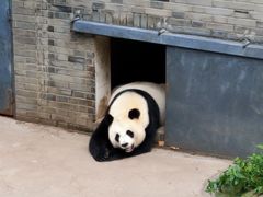 -都江堰中华大熊猫苑
