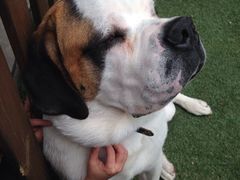 瑞士国犬圣伯纳-西安高新希尔顿酒店·咖啡露台西餐厅