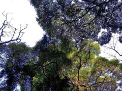 -凤栖山
