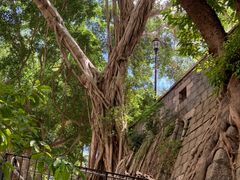 -香港佐治五世纪念公园