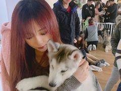 -Husky Go! 哈士奇体验馆·宠物咖啡厅狗咖