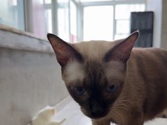 -Heymao猫咖.咖啡厅(东门店)