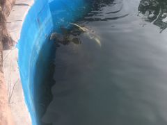 -广东惠东海龟国家级自然保护区