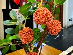 -粉巷13號陕菜馆