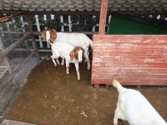 -思念果岭悦温泉