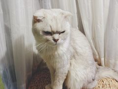 -猫猫幼稚园·撸猫·桌游·电玩