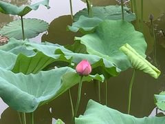 -深圳仙湖植物园