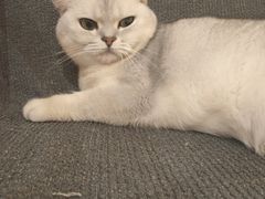 -滚猫咖啡·猫咖·猫友好撸猫(未来城店)