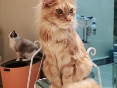 -momokira米努特·德文卷毛猫·棉花面纱犬