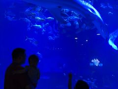 -烟台海昌鲸鲨海洋公园