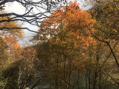 -叠溪松坪沟景区