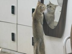 -李小姐の猫咖啡馆(五角场店)