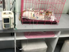 -达爱动物医院·犬猫分区·CT·复杂眼科(远洋山水分院)