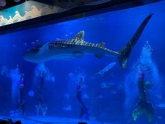 -烟台海昌鲸鲨海洋公园