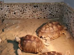 -上海大自然野生昆虫馆(东方明珠·爬宠昆虫探索中心)