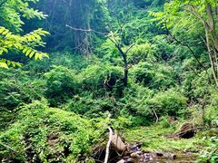 -云岫谷游猎自然风景区