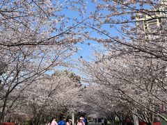 -高东镇樱花园