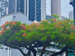 -香港大学
