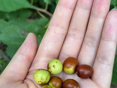 -北京西山国家森林公园