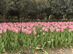 -上海鲜花港