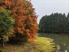 -上海海湾国家森林公园