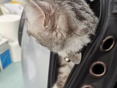 -北京赛佳动物医院