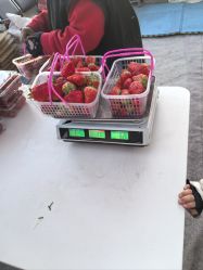 点击看大图 -蓝呗呗蓝莓草莓采摘园(通州区马驹桥店)