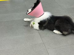 -联合动物医院(光谷诊疗中心)