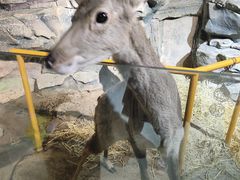 -萌宠奇缘(荣鼎店)