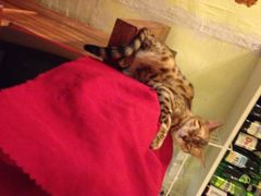 猫色咖啡-猫色咖啡·猫咖