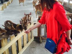 -鹿境梅花鹿生态园区