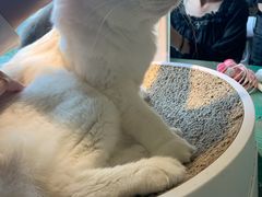 -喵喵咪呀布偶猫咖(春熙路店)