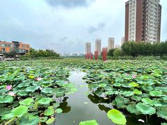 -天津东丽湖风景区