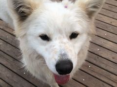 -趣多多宠物公园·宠物训犬学校·宠物寄养