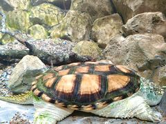 -帕帕拉兹宠物(亚洲旗舰店)