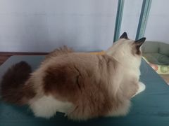 -喵屿·大理花园猫咖