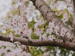 -高东镇樱花园