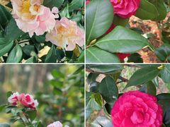 -深圳国际园林花卉博览园