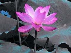 -长广溪湿地公园