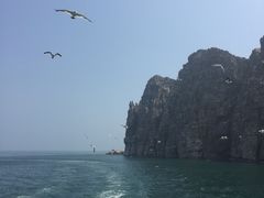 -长岛万鸟岛