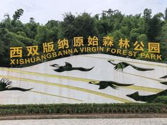-西双版纳原始森林公园