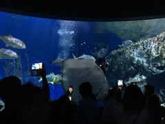 -暹罗海洋世界