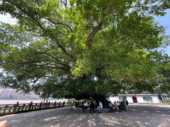 -江心屿景区