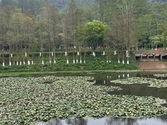 -番禺大夫山森林公园