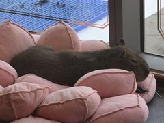 -FAIRYLAND龙族星球主题餐厅(凯丹广场店)