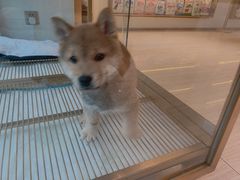 -悠尼宠物·独立低压伊珊娜洗护·美容·寄养(兰谷路店)