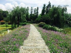 -大塘金香草谷