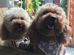 -百好乐宠物友好餐厅(朝外大街店)