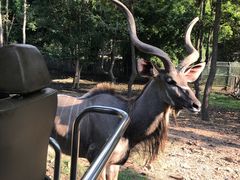 -清迈夜间动物园